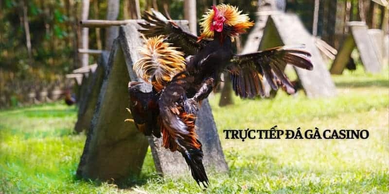 Đá Gà Casino Hấp Dẫn - Bí Kíp Đá Gà Casino Hiệu Quả Nhất 2 Bí kíp cược đá gà hiệu quả?