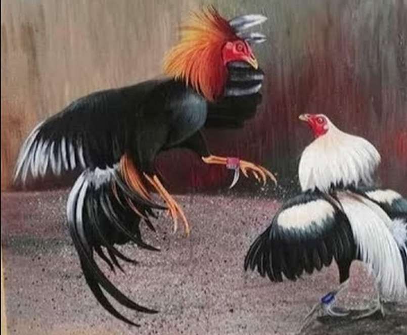 Đá Gà Cựa Dao - Luật Chơi Và Kinh Nghiệm Đá Gà Tại Betvisa 1 Trận đá gà cựa dao