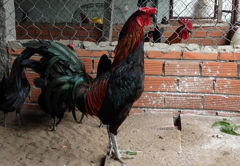 Đá Gà Peru Hấp Dẫn Cuốn Hút - Bí Kíp Cược Gà Peru Hiệu Quả 2 Luôn tìm hiểu thật thông tin về các chiến kê trước khi trận đấu diễn ra