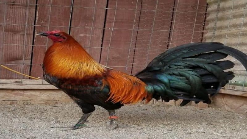 Đá Gà Peru Hấp Dẫn Cuốn Hút - Bí Kíp Cược Gà Peru Hiệu Quả 3 Nắm vững luật chơi của đá gà Peru