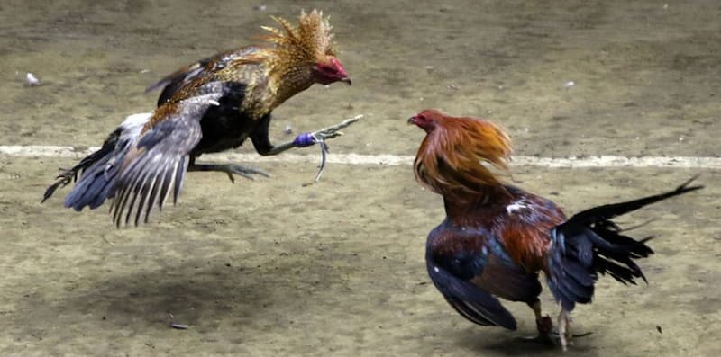 Đá Gà Thomo Tiền Lớn Thu Hút Người Chơi Cá Cược Cực Đã 1 Tổng quan về đá gà Thomo