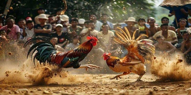 Đá Gà Thomo Tiền Lớn Thu Hút Người Chơi Cá Cược Cực Đã 2 Những ưu điểm tuyệt vời từ đá gà Thomo.