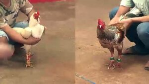 Đá gà trực tuyến là sản phẩm được nhiều người lựa chọn để tham gia