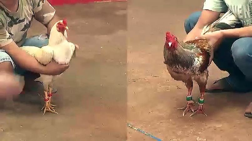 Đá gà Campuchia: Vì sao lại được nhiều người chọn cá cược? 1 Đá gà trực tuyến là sản phẩm được nhiều người lựa chọn để tham gia