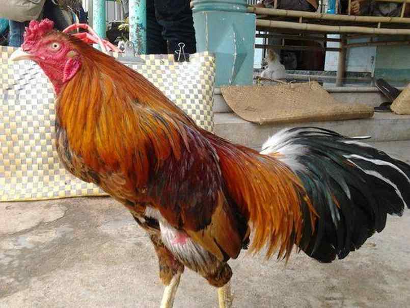 Hình thức đá gà cựa sắt và những điều cần quan tâm 3 Những giống gà tham gia đá gà cựa sắt