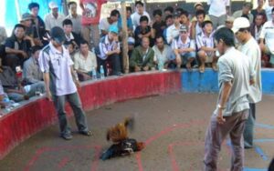 Đá gà Thomo- đấu trường nổi tiếng quốc tế 