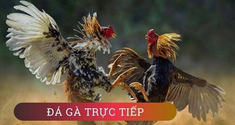 Đá gà trực tiếp là hình thức cá cược mới lạ 