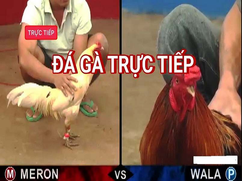 Trận đấu đá gà online 