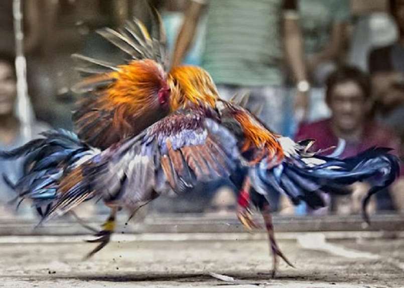 Đá gà trực tiếp Campuchia và những thông tin cần thiết 2 Một số lưu ý khi cần lựa chọn nhà cái