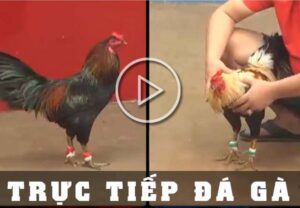 Xem đá trực trực tuyến hôm nay Betvisa