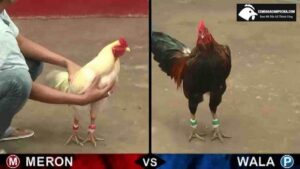 Những trận xem đá gà trực tiếp Thomo