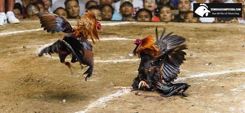 Xem Đá Gà Trực Tiếp Thomo Tại Nhà Cái Đá Gà Online Betvisa 2 Hai hình thức đá gà phổ biến hiện nay